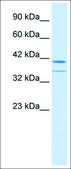 Anti-CEBPB antibody produced in rabbit affinity isolated antibody
