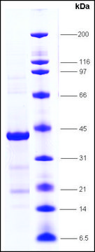 PPAR&#945;, ligand binding domain (170-468) human recombinant, expressed in E. coli, &#8805;80% (SDS-PAGE)