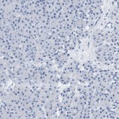 Anti-OPRM1 antibody produced in rabbit Prestige Antibodies® Powered by Atlas Antibodies, affinity isolated antibody, buffered aqueous glycerol solution