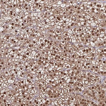 Anti-DDB1 antibody produced in rabbit Prestige Antibodies® Powered by Atlas Antibodies, affinity isolated antibody, buffered aqueous glycerol solution