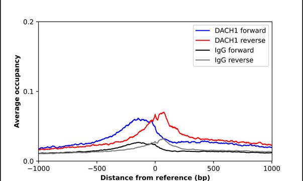 Anti-DACH1 antibody produced in rabbit Prestige Antibodies&#174; Powered by Atlas Antibodies, affinity isolated antibody, buffered aqueous glycerol solution