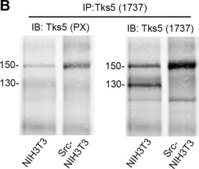 Anti-TKS5 (SH3 #4) Antibody from rabbit