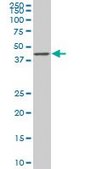 Monoclonal Anti-SMAD7 antibody produced in mouse clone 4E1, purified immunoglobulin, buffered aqueous solution
