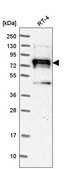 Anti-NEDD9 antibody produced in rabbit Prestige Antibodies&#174; Powered by Atlas Antibodies, affinity isolated antibody