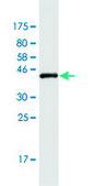 Monoclonal Anti-EIF5A antibody produced in mouse clone 8C1, purified immunoglobulin, buffered aqueous solution