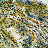 Anti-phospho-MEK2 (pThr394) antibody produced in rabbit affinity isolated antibody