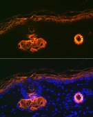 Anti-Apolipoprotein C3 Antibody, clone 3T7Y5, Rabbit Monoclonal