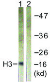 Anti-Histone H3 antibody produced in rabbit affinity isolated antibody