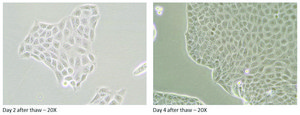 Canine MDR1 Knockout, Human BCRP Knockin MDCKII Cells