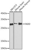 Anti-FADD antibody produced in rabbit