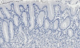 Anti-ARF6 Antibody, clone 1C10 ZooMAb&#174; Rabbit Monoclonal recombinant, expressed in HEK 293 cells