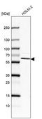 Anti-IKZF4 antibody produced in rabbit Prestige Antibodies&#174; Powered by Atlas Antibodies, affinity isolated antibody