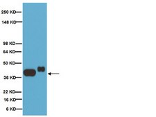 Anti-Synaptophysin Antibody, clone SY38 clone SY38, Chemicon&#174;, from mouse