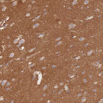 Anti-GNB4 antibody produced in rabbit Prestige Antibodies&#174; Powered by Atlas Antibodies, affinity isolated antibody, buffered aqueous glycerol solution