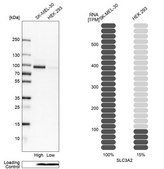 Anti-SLC3A2 antibody produced in rabbit Prestige Antibodies&#174; Powered by Atlas Antibodies, affinity isolated antibody, buffered aqueous glycerol solution