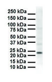 Anti-SOX2 antibody produced in rabbit IgG fraction of antiserum