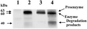 Anti-MMP-14 Antibody serum, Chemicon&#174;