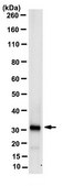 Anti-CHRNA2 Antibody, clone 5B2.1 clone 5B2.1, from mouse