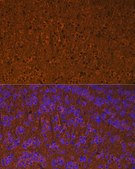 Anti-Calmodulin 1/2/3 Antibody, clone 10W3Y7, Rabbit Monoclonal