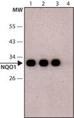 Anti-NQO1 (C-terminal) antibody produced in rabbit ~1&#160;mg/mL, affinity isolated antibody, buffered aqueous solution