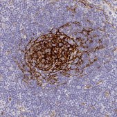 Anti-MYO1B antibody produced in rabbit Prestige Antibodies&#174; Powered by Atlas Antibodies, affinity isolated antibody, buffered aqueous glycerol solution