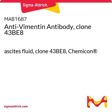 Anti-Vimentin Antibody, clone 43BE8 ascites fluid, clone 43BE8, Chemicon&#174;