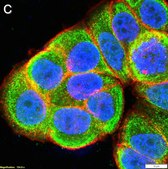 Anti-p-Cofilin (Ser3) Antibody, clone 5L4 ZooMAb&#174; Rabbit Monoclonal recombinant, expressed in HEK 293 cells