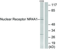 Anti-Nuclear Receptor NR4A1 antibody produced in rabbit affinity isolated antibody