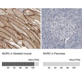 Anti-MURC antibody produced in rabbit Prestige Antibodies&#174; Powered by Atlas Antibodies, affinity isolated antibody, buffered aqueous glycerol solution, Ab1