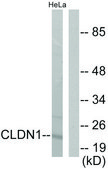 Anti-Claudin 1 antibody produced in rabbit affinity isolated antibody