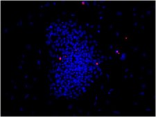 Anti-SSEA1 Antibody, clone MC-480, Cy3 conjugate clone MC-480, from mouse, CY3 conjugate