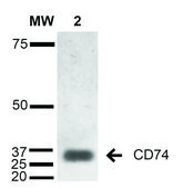 Monoclonal Anti-CD74-Atto 488 antibody produced in mouse clone 1B8