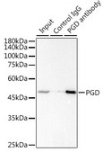 Anti-PGD Antibody, clone 9A2M7, Rabbit Monoclonal