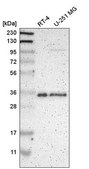 Anti-HNRNPA1 antibody produced in rabbit Prestige Antibodies&#174; Powered by Atlas Antibodies, affinity isolated antibody