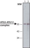 Monoclonal Anti-ATG5 antibody produced in mouse clone ATG5-18, purified immunoglobulin, buffered aqueous solution