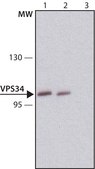 Anti-VPS34 antibody produced in rabbit ~1.0&#160;mg/mL, affinity isolated antibody, buffered aqueous solution