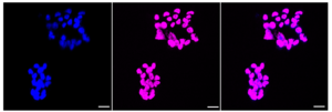 Anti CHRNA5 Antibody, clone 23GB3775, Rabbit Monoclonal clone 23GB3775, recombinant rabbit monoclonal, expressed in HEK293 cells