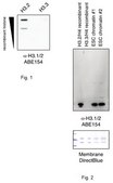 Anti-Histone H3.1/H3.2 Antibody from rabbit, purified by affinity chromatography