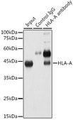 Anti-HLA-A antibody produced in rabbit