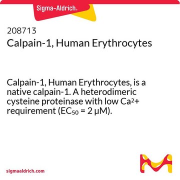 Calpain-1, Human Erythrocytes Calpain-1, Human Erythrocytes, is a native calpain-1. A heterodimeric cysteine proteinase with low Ca2+ requirement (EC50 = 2 &#181;M).