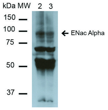 Monoclonal Anti-ENaC alpha-Allophycocyanin antibody produced in mouse clone 2G4