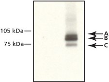 Anti-IFI-16 antibody, Mouse monoclonal ~1&#160;mg/mL, clone IFI-230, purified from hybridoma cell culture