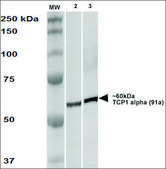 Monoclonal Anti-Tcp1 Alpha - Apc antibody produced in rat clone 91a, purified immunoglobulin