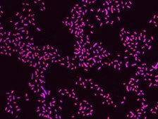 Proteus FISH probe - Cy3 Probe for fluorescence in situ hybridization (FISH),20 &#956;M in water