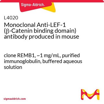 Monoclonal Anti-LEF-1 (&#946;-Catenin binding domain) antibody produced in mouse clone REMB1, ~1&#160;mg/mL, purified immunoglobulin, buffered aqueous solution