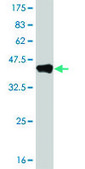 Monoclonal Anti-NR1H4, (C-terminal) antibody produced in mouse clone 1B10, purified immunoglobulin, buffered aqueous solution