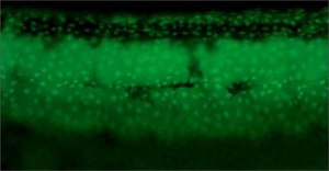 Anti-tp63 antibody produced in rabbit affinity isolated antibody, buffered aqueous solution