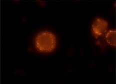 Anti-Mouse IgG (Fab specific)–TRITC antibody produced in goat affinity isolated antibody, buffered aqueous solution