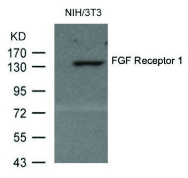Anti-FGFR1 (Ab-154) antibody produced in rabbit affinity isolated antibody
