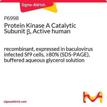 Protein Kinase A Catalytic Subunit &#946;, Active human recombinant, expressed in baculovirus infected Sf9 cells, &#8805;80% (SDS-PAGE), buffered aqueous glycerol solution